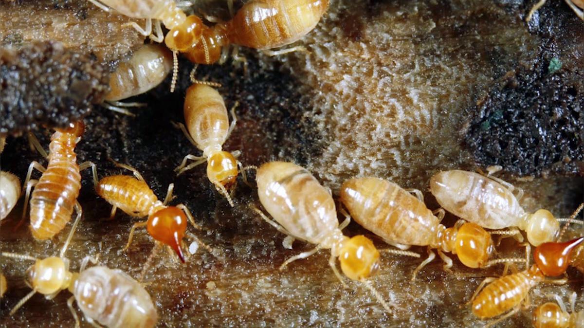 Pest Control in Rapid City SD, A-1 Pest Control