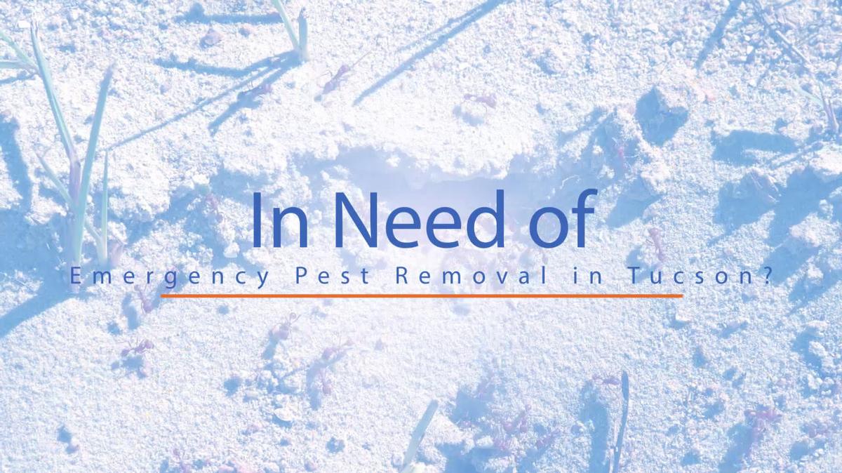 Emergency Pest Removal in Tucson AZ, First Inspection Services Inc