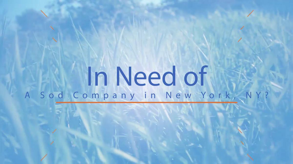 Sod Delivery in New York NY, NYC Grass