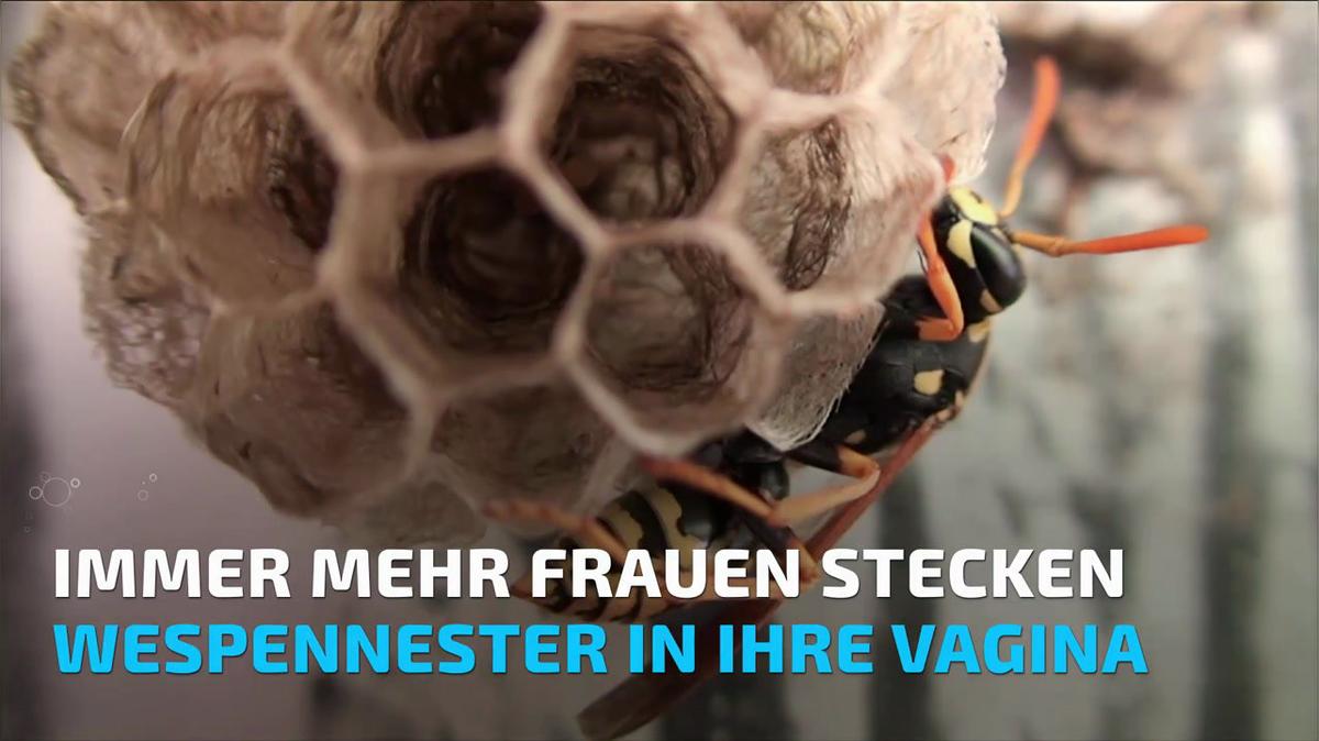 Immer mehr Frauen stecken Wespennester in ihre Vagina - und das ist der Grund