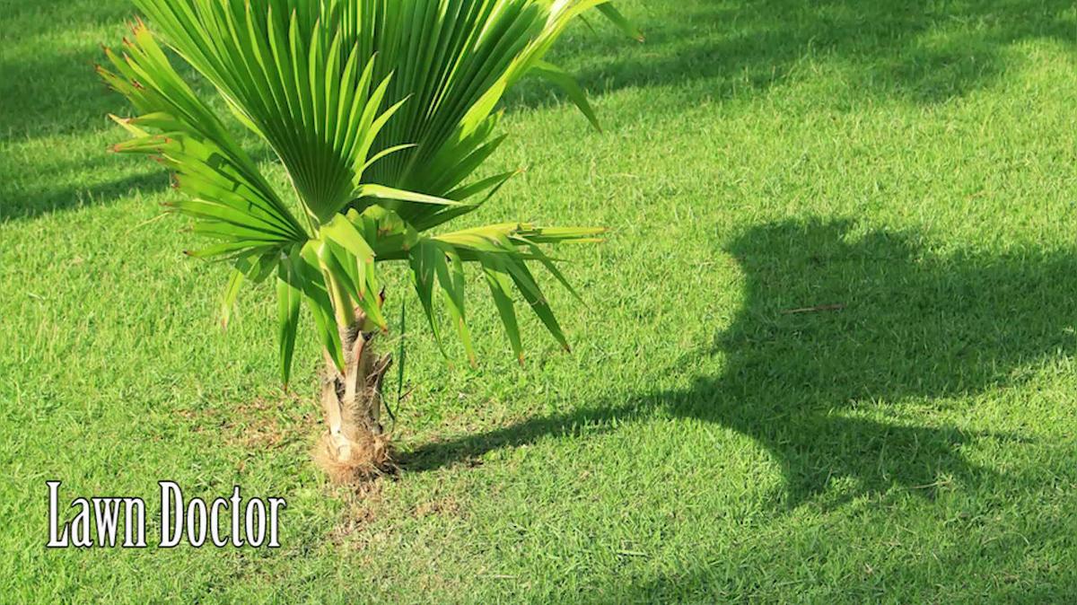 Lawn Care in Bellefonte PA, Lawn Doctor