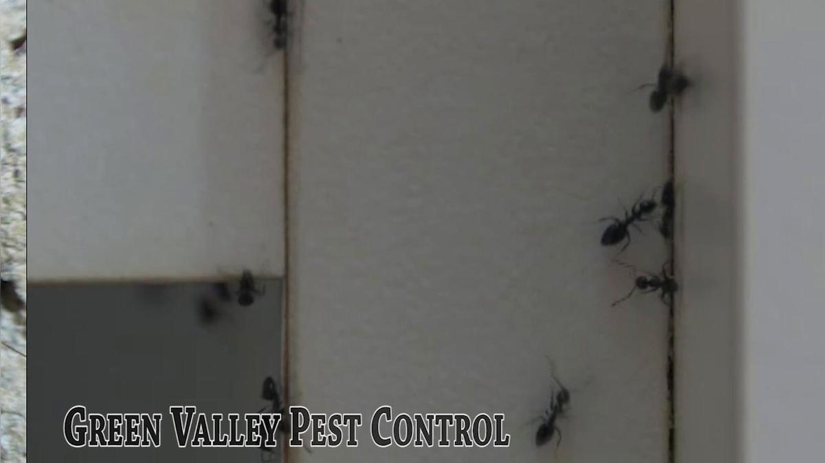 Pest Control in Nanaimo BC, Green Valley Pest Control