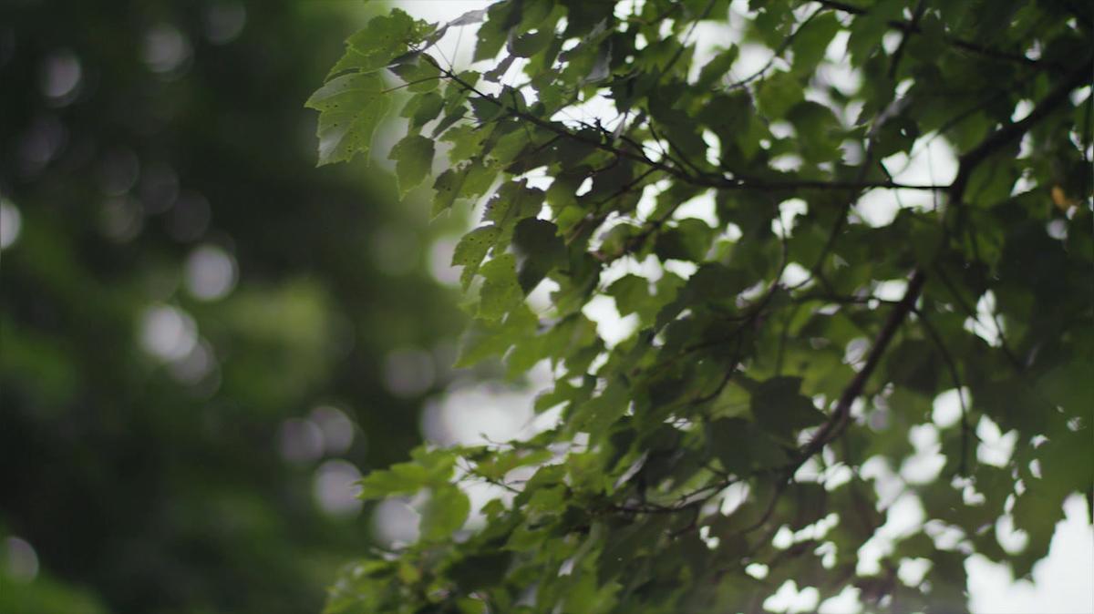 Spotlight: Natural Wood