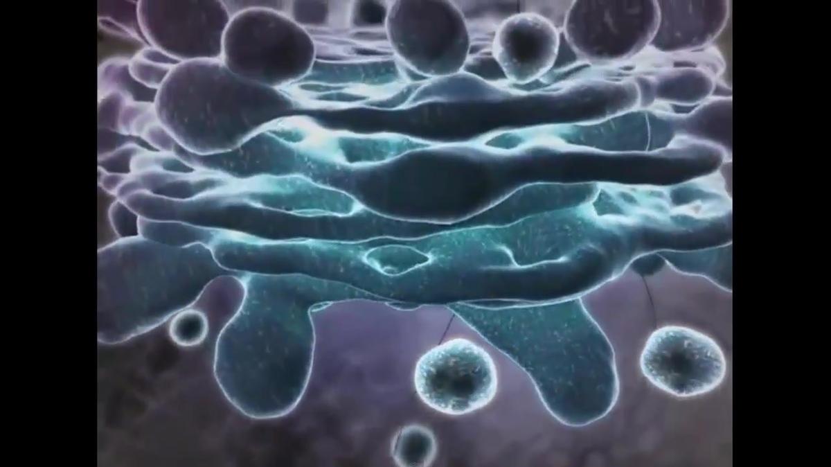 Inner Life of the Cell
