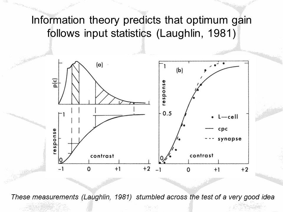 Simon Laughlin &quot;W.S Stiles Memorial Lecture 2006: The Hungry Eye: Energy, Information and Retinal Function&quot;