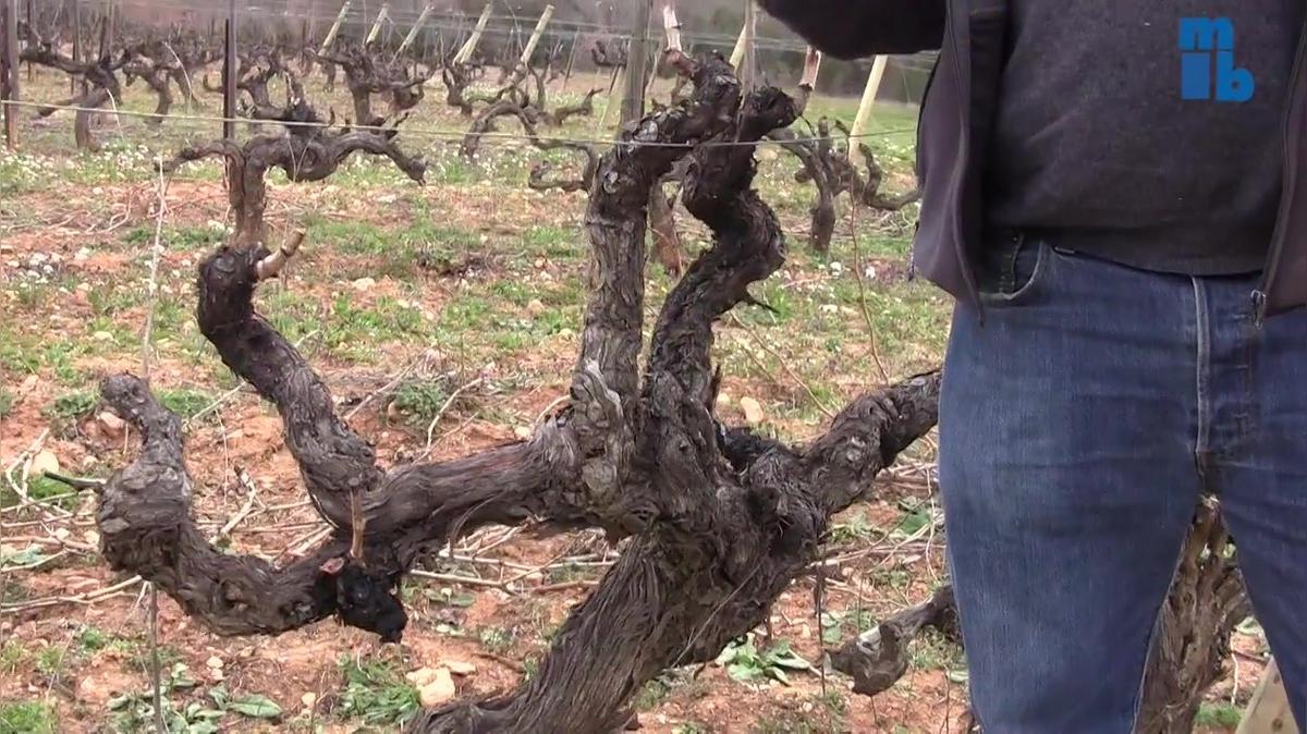 Organic Wine at Chateau Revelette