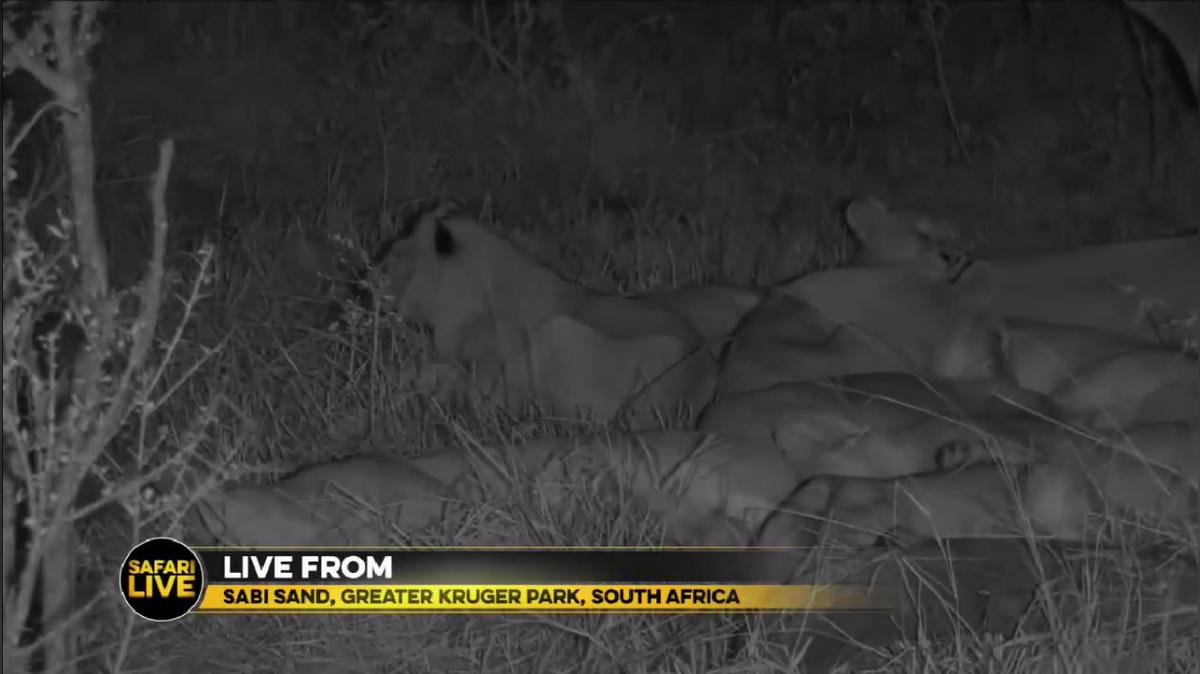 FLIR - Safari Live - 7.30.18 pt.4