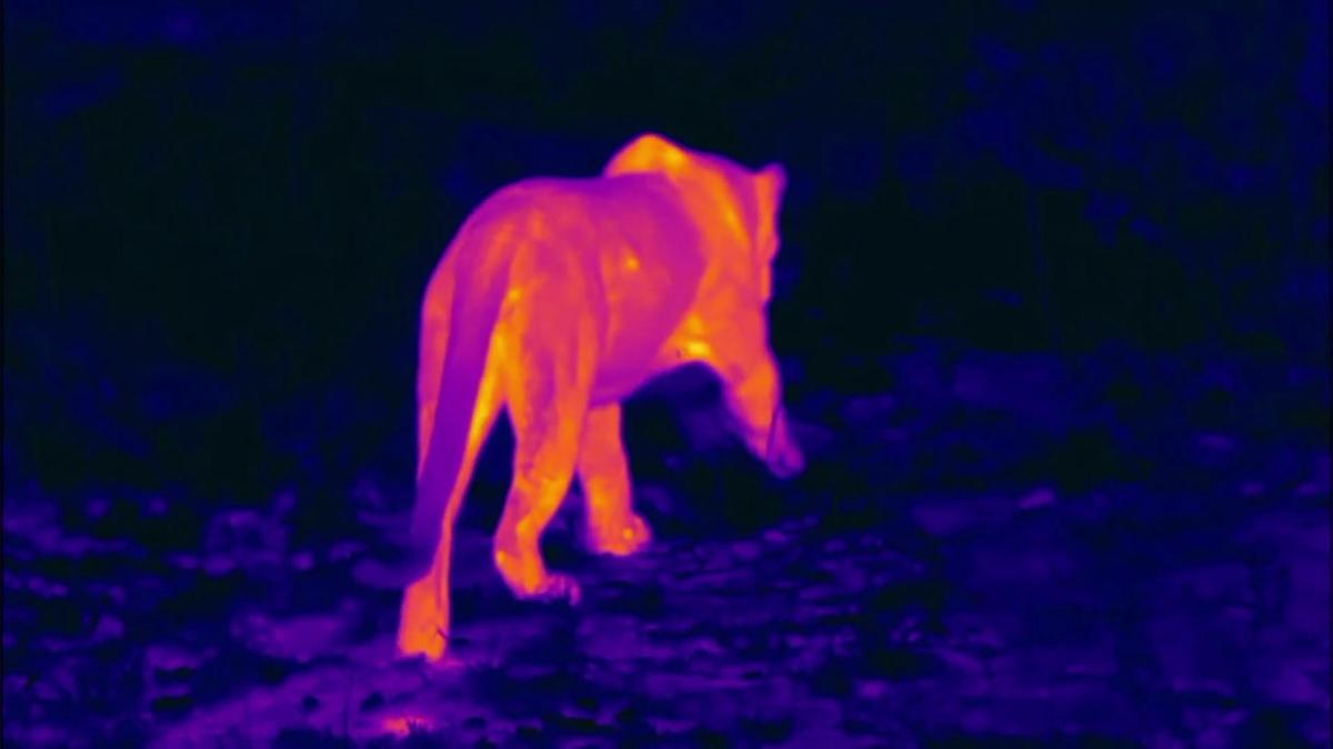 FLIR - Safari Live - 8.18.18