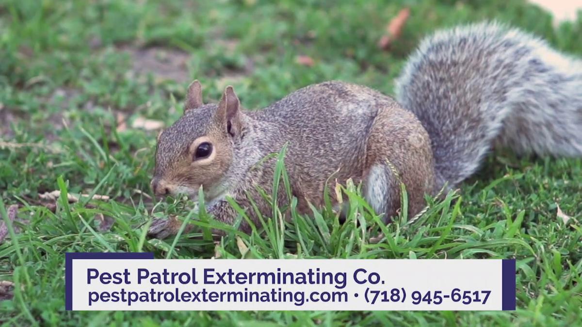 Exterminators in Rockaway Park NY, Pest Patrol Exterminating Co.