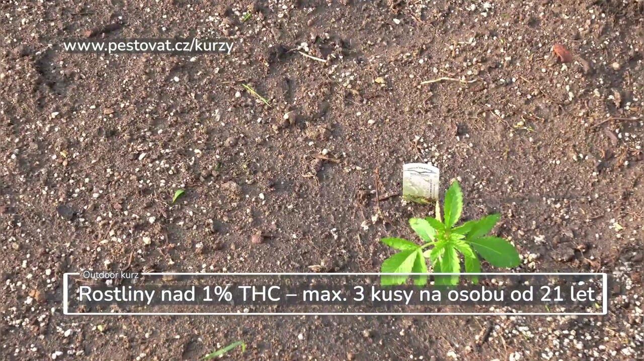 6. lekce: Průběh pěstebního cyklu 2