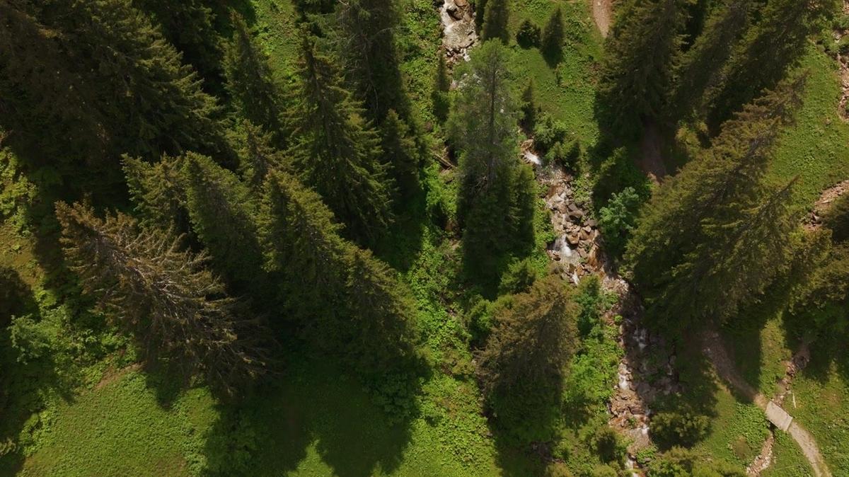 Pine Trees Forest Stream Creek