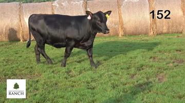 Lot 152 M144