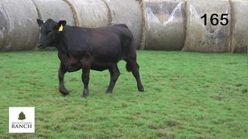 Lot 165 M211