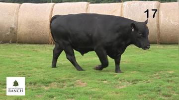 Lot 17 M044