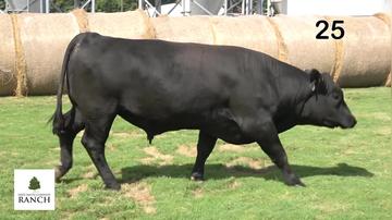 Lot 25 M160