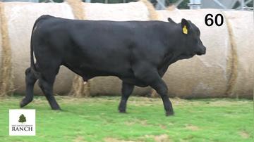 Lot 60 M005