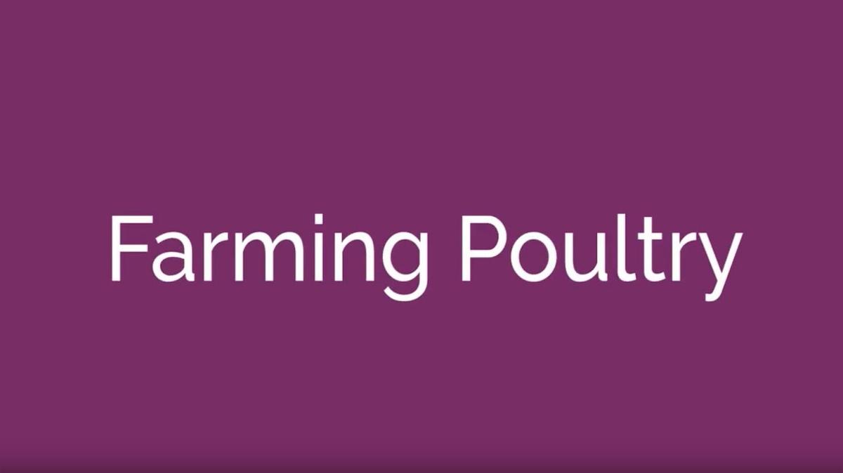 Farming Poultry