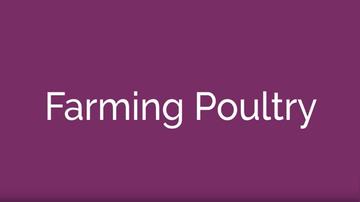 Farming Poultry