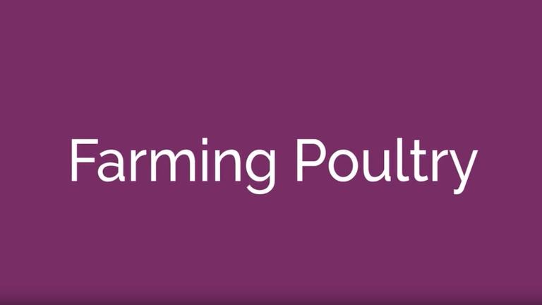 Farming Poultry