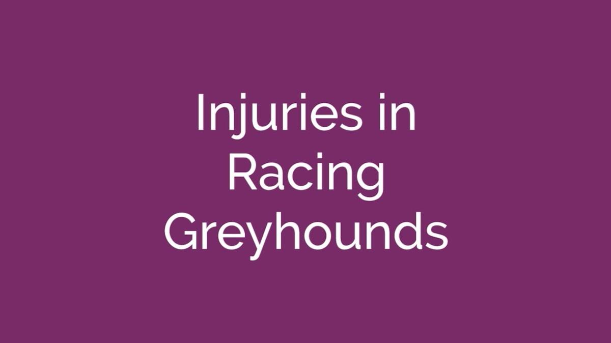 Greyhound racing