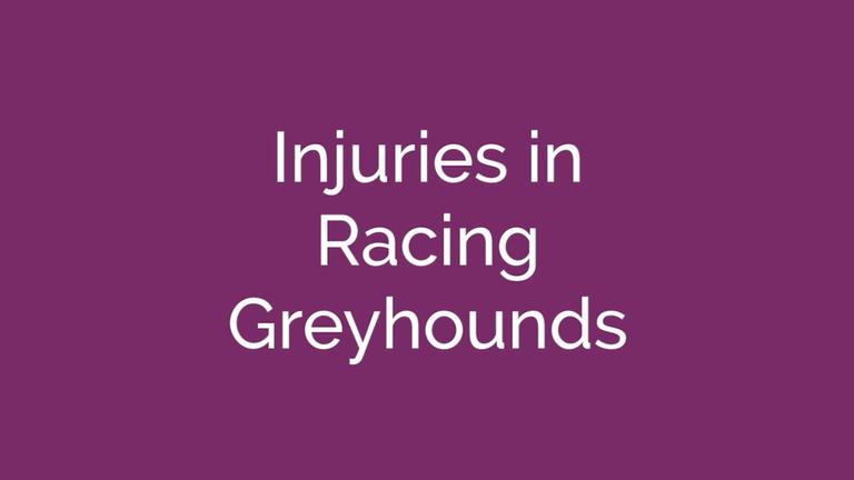 Greyhound racing