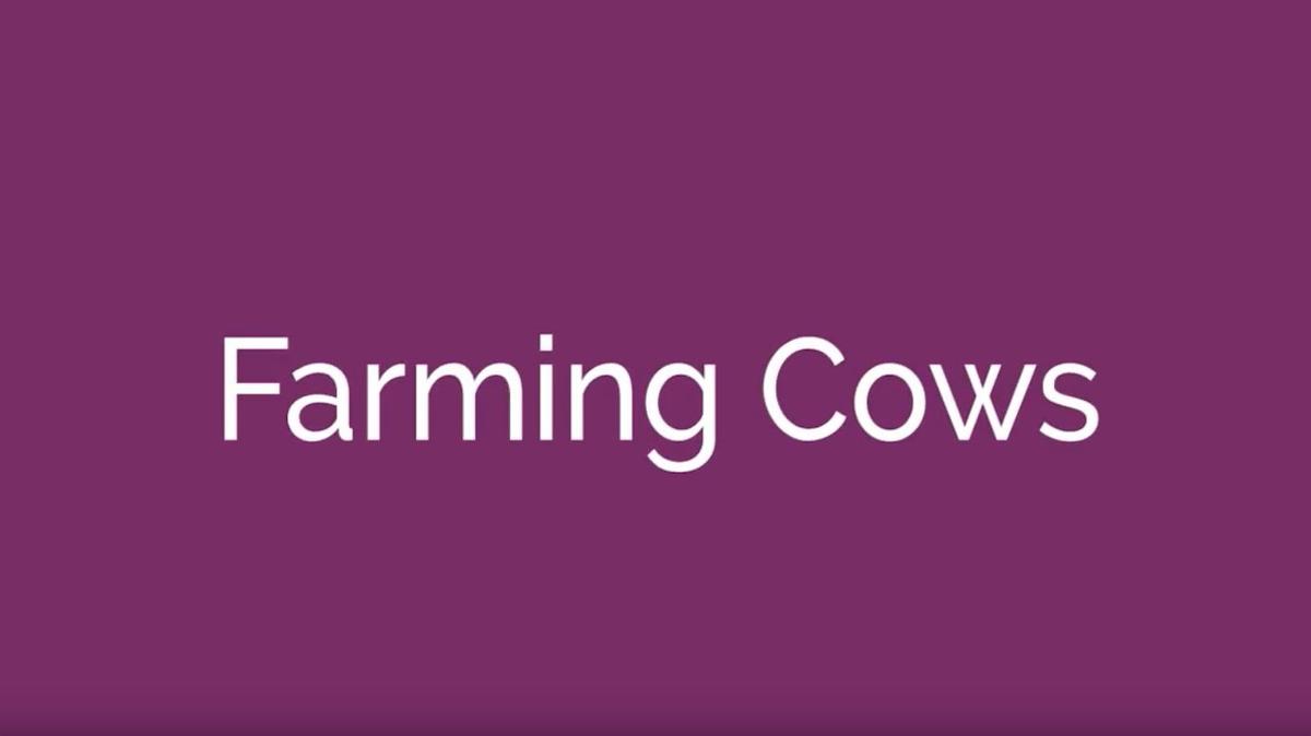 Farming Cows