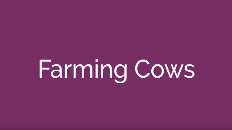 Farming Cows