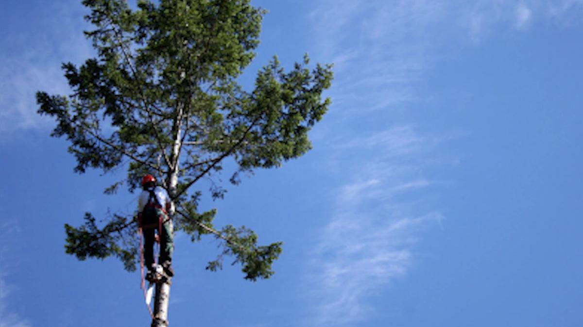 Tree Services in Tyler TX, Glenn's Tree Service