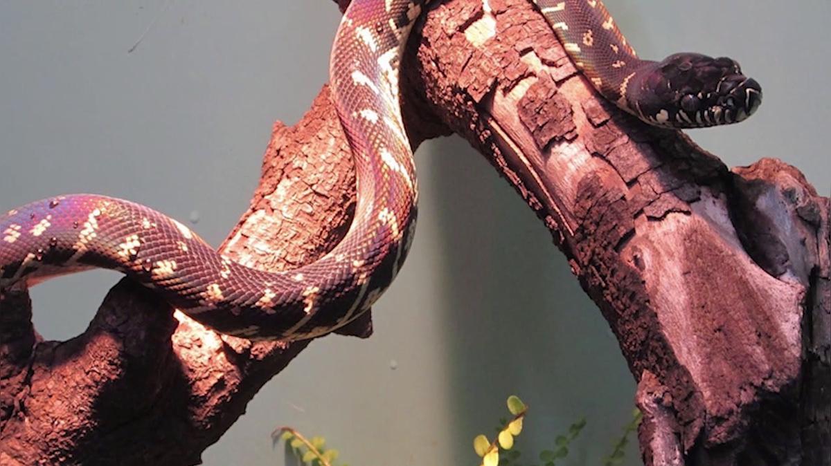 Reptiles in Chadds Ford PA, Everything Reptile & Pool Care