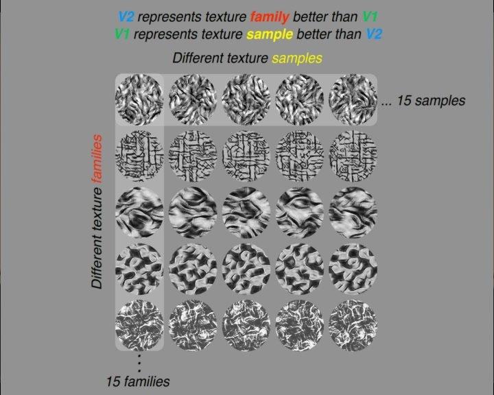 Tony Movshon &quot;Craik Club 2016: Brain mechanisms of visual form perception&quot;