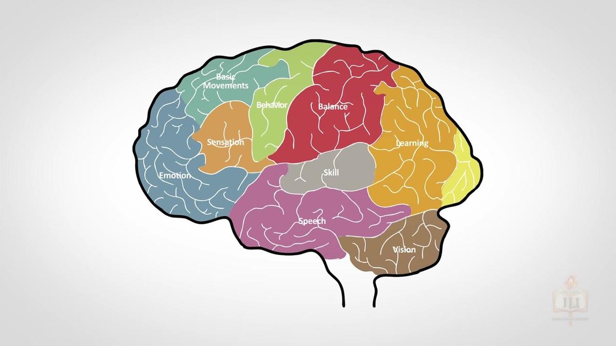 Your Brain's Amazing Ability to Change