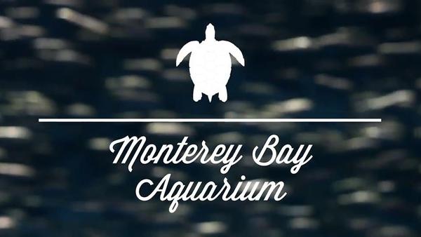 Monterey Bay Aquarium