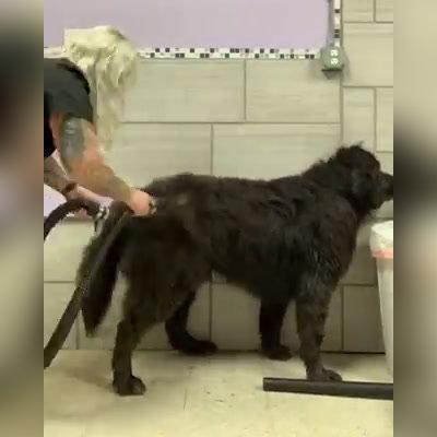 Dog Grooming in Colorado Springs CO, The Pet Pawlor