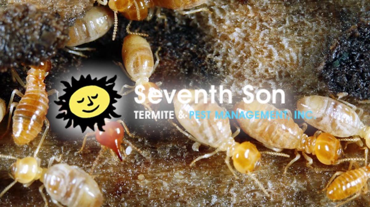 Termite in Macomb IL, Seventh Son Termite & Pest Management, Inc.