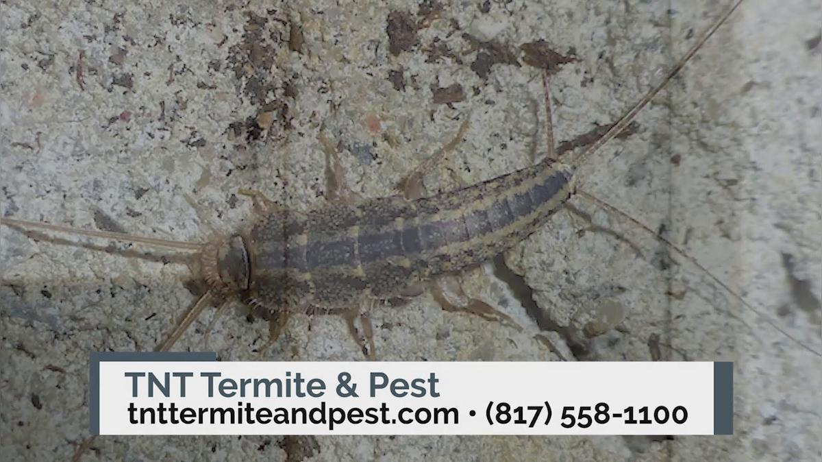 Pest Control Services in Godley TX, TNT Termite & Pest