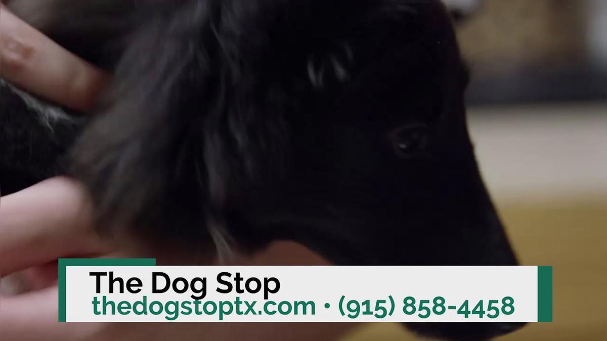 Dog Grooming in Socorro TX, The Dog Stop