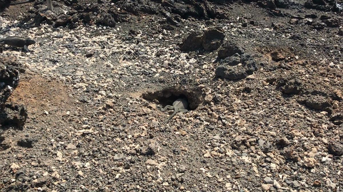Marine Iguana nest.MOV