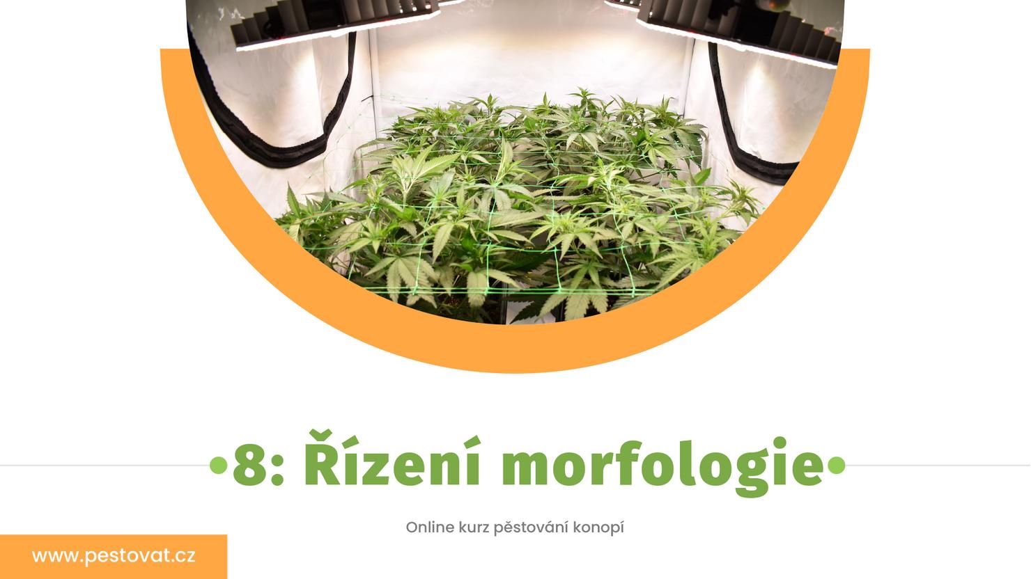 8. lekce: Řízení morfologie rostlin
