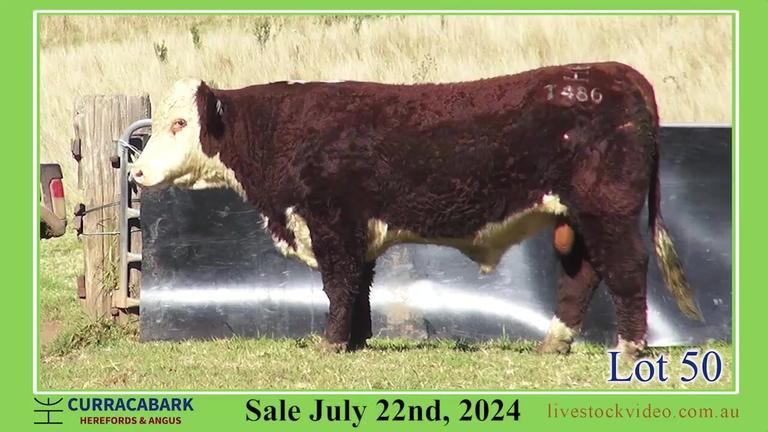 Lot 50