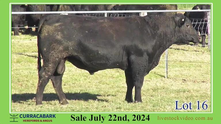 Lot 16