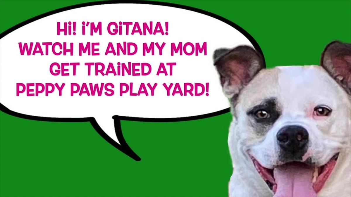 Gitana gets trained at Peppy Paws Play Yard!