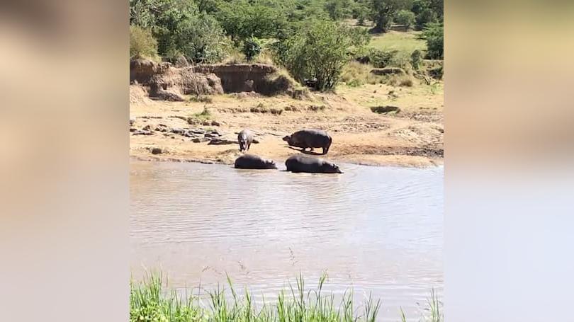 Hippos