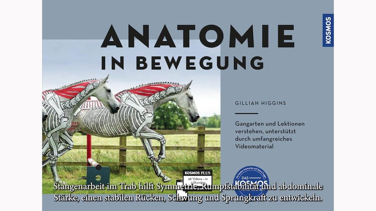 010 Cavalettitraining Trab – Higgins, Anatomie in Bewegung