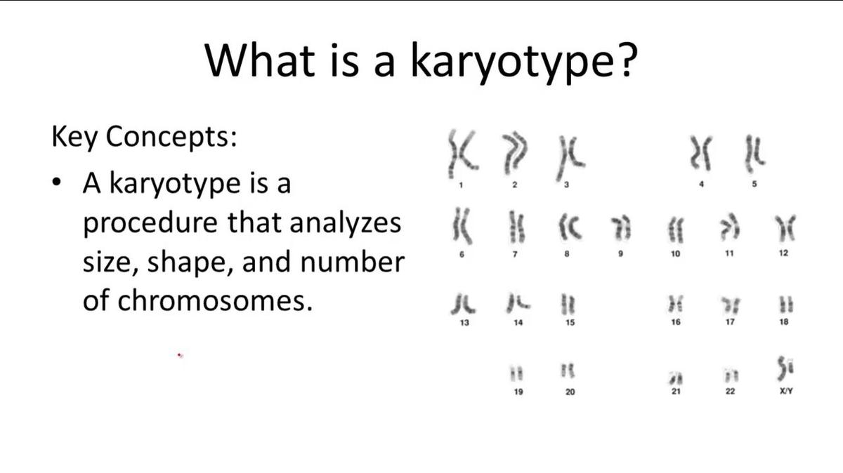 What is a Karyotype?