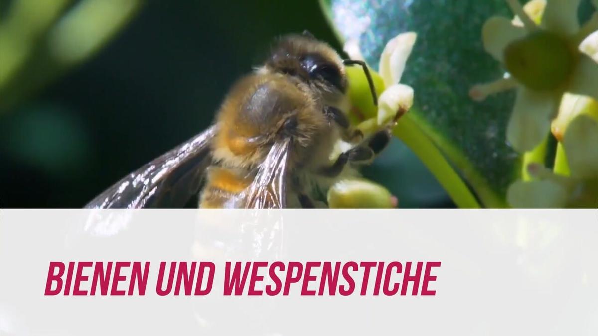Erste Hilfe bei Baby &amp; Kind - Do&#39;s &amp; Dont&#39;s bei Bienen und Wespenstichen