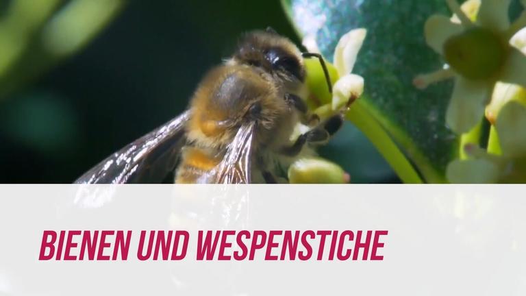 Erste Hilfe bei Baby &amp; Kind - Do&#39;s &amp; Dont&#39;s bei Bienen und Wespenstichen