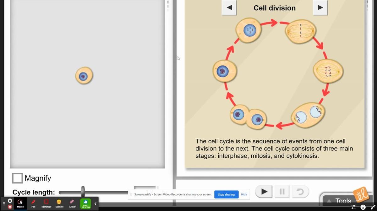 Cell Division Gizmo Introduction