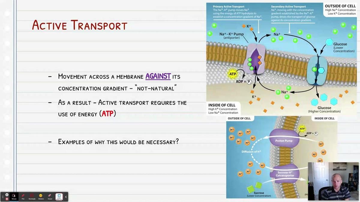 Topic 8: Active Transport