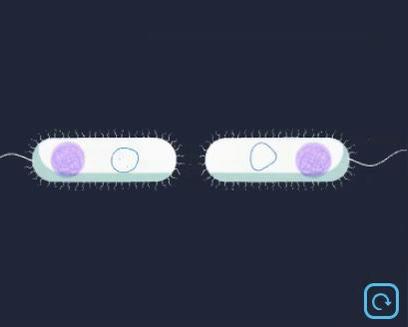 Bacteria Gene Flow.mp4