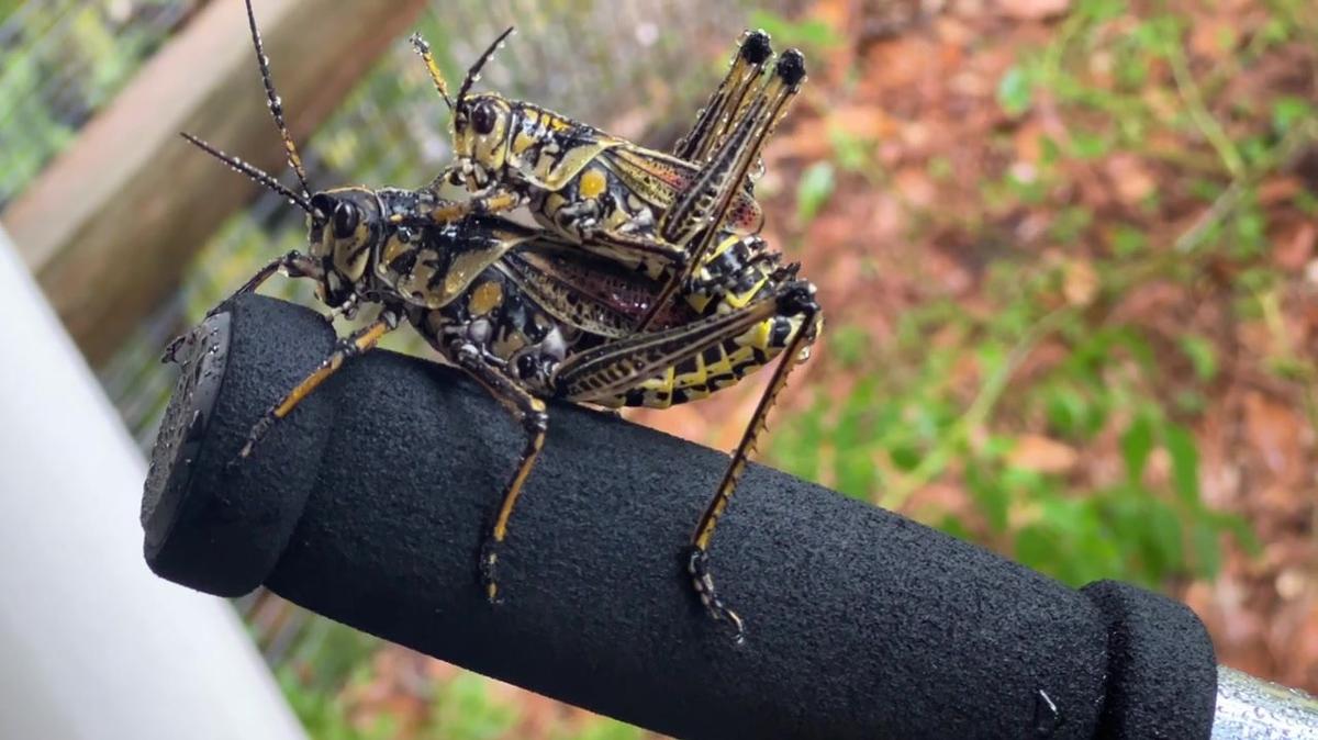 Louisiana Grasshoppers in July